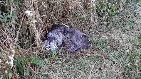 Trovata la carcassa bruciata di un animale