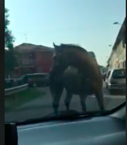 Cavallo a spasso… ma dove è finito?