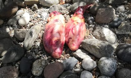 Testicoli di toro su una tomba