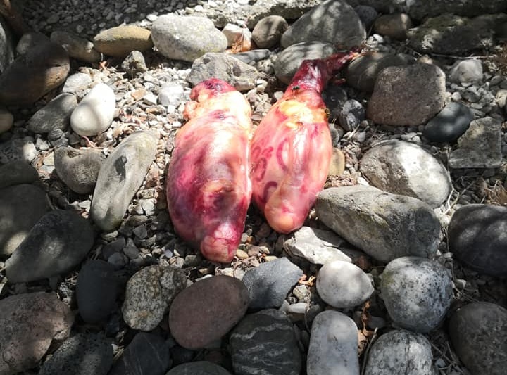 Testicoli di toro su una tomba