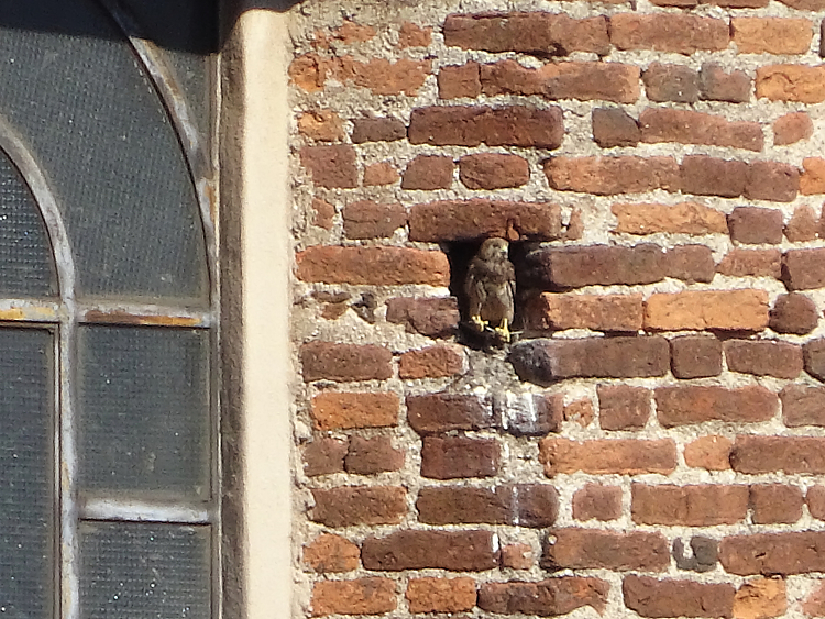 Coppia di falchetti nidifica sul campanile del Santuario