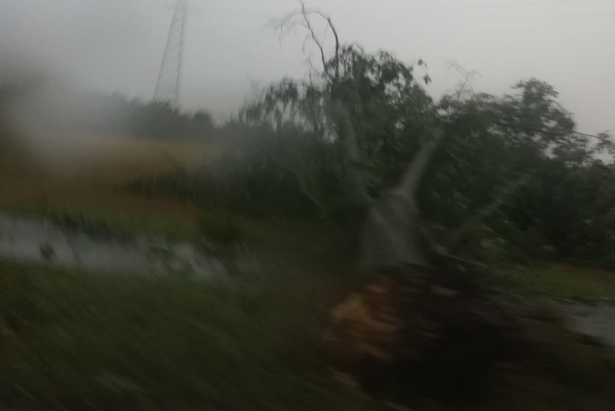 Albero cade sulla pista ciclopedonale, Cerro e Cantalupo allagate FOTO E VIDEO