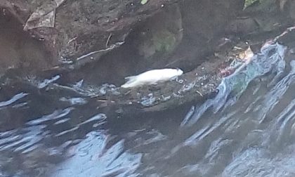 Pesci morti anche al Mulino Montoli, continua la strage nell'Olona FOTO