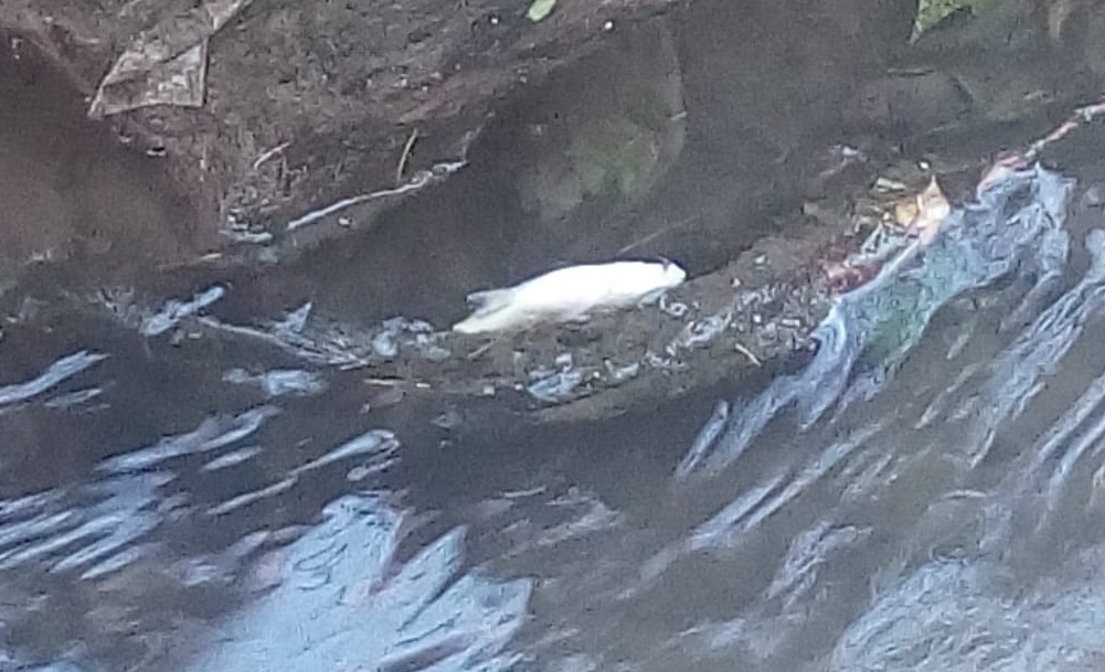 Pesci morti anche al Mulino Montoli, continua la strage nell’Olona FOTO