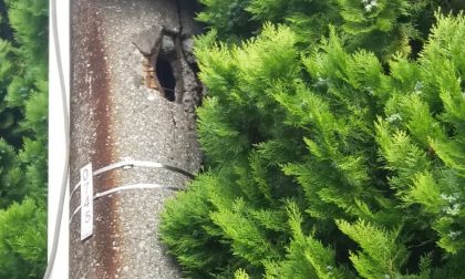 "Pali della luce pericolosi": l'appello di Roberto Morlacchi FOTO