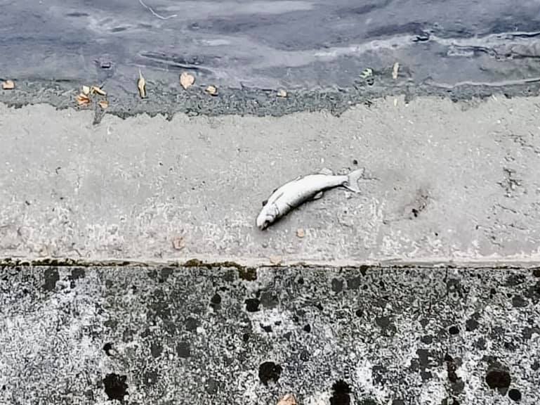 strage di pesci nel fiume olona