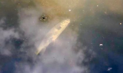 Strage di pesci nel fiume Olona FOTO
