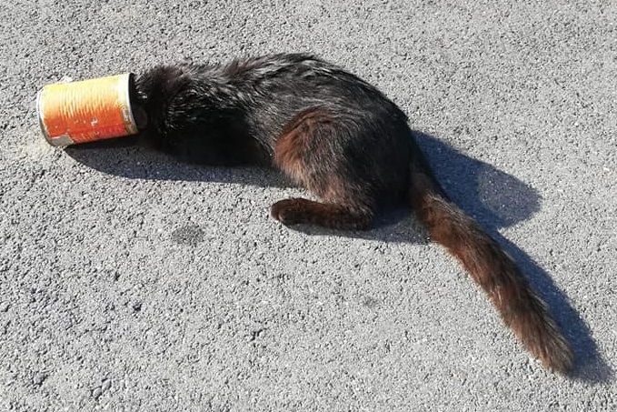 Testa incastrata nella lattina: gatto salvato dai vigili del fuoco FOTO
