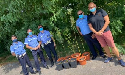 Piante di marijuana nel Parco dei Mulini: la Polizia Locale le sequestra - LE FOTO