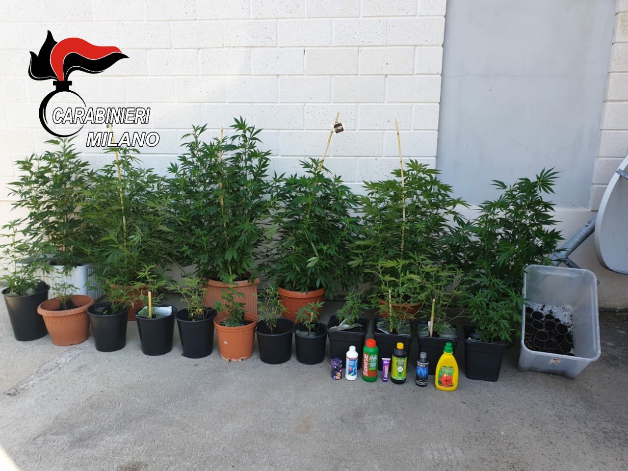Diciotto piante di marijuana: arrestato