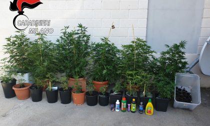 Diciotto piante di marijuana: arrestato