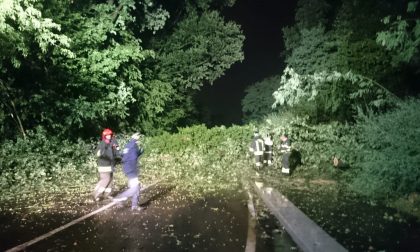 Tre alberi cadono in strada per il maltempo FOTO