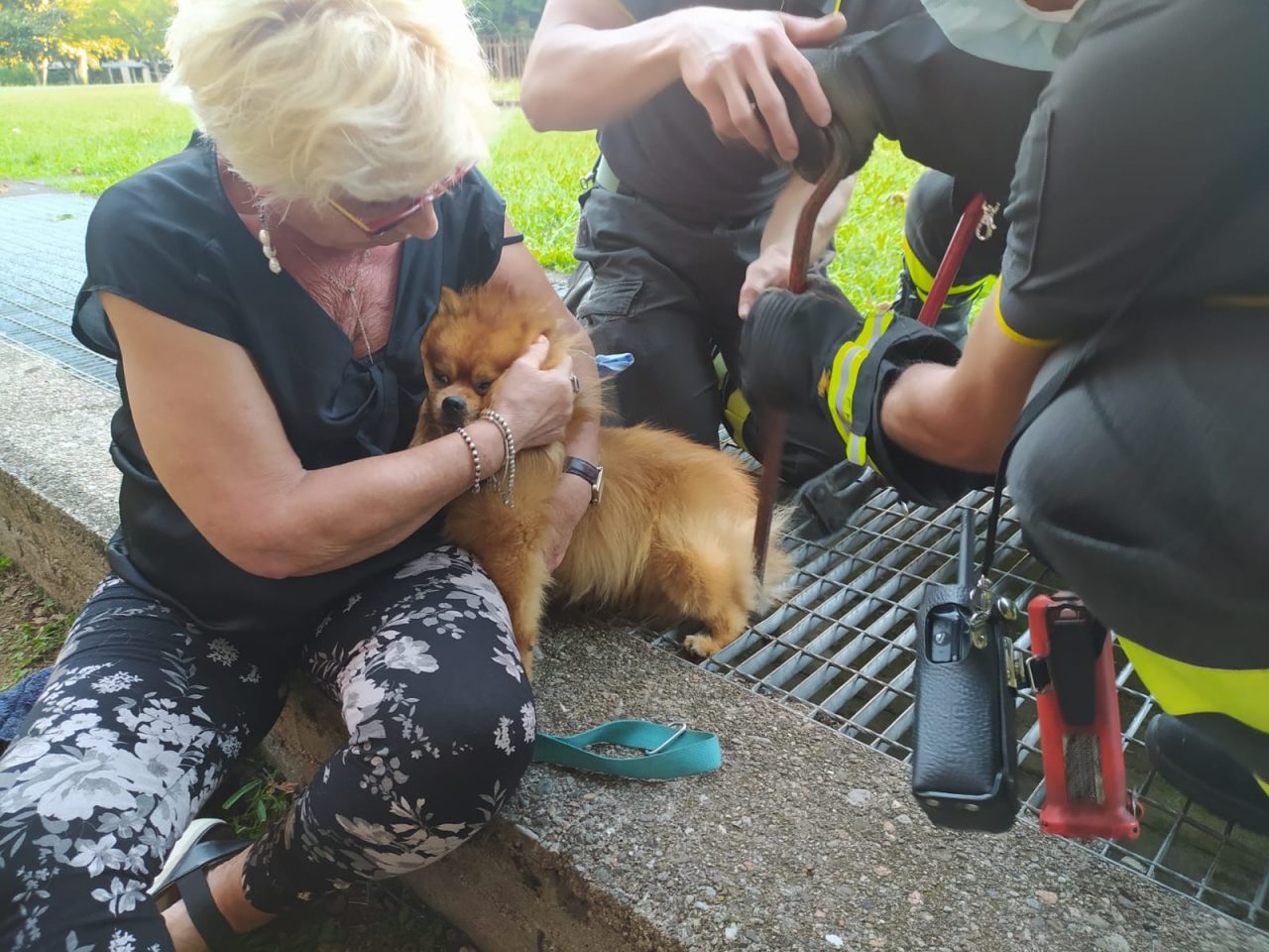 Volpino rimane incastrato in una grata: salvato dai pompieri FOTO