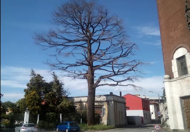 Nerviano, lo storico cedro della torre sarà abbattuto