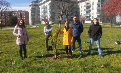 Rubata la mimosa piantata dal Comitato Parco della Repubblica