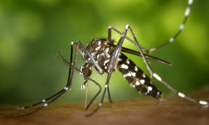 A Parabiago spunta un caso di Chikungunya e scatta la bonifica