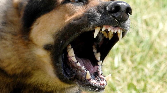 Lite tra due cani, la padrona finisce all’ospedale