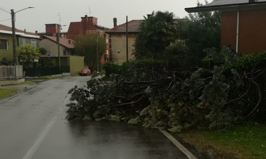 Albero cade sulla strada, paura in via Nosate FOTO