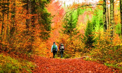Autunno nei boschi