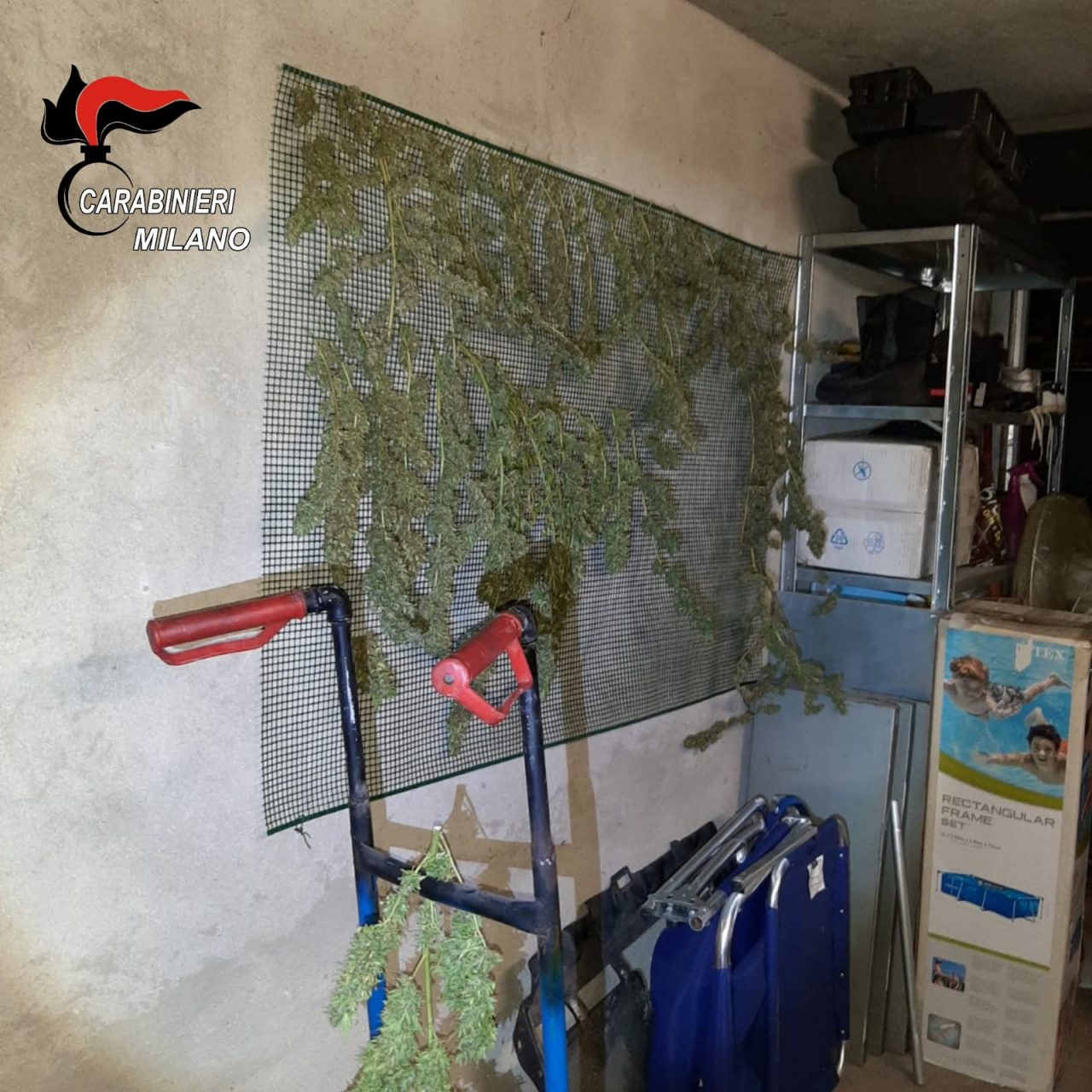 Piante di cannabis in casa, tre arresti