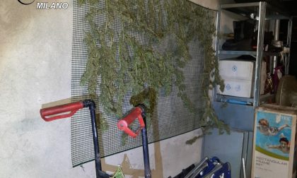 Piante di cannabis in casa, tre arresti