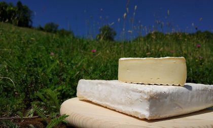 Escherichia Coli nello stracchino bergamasco: va ritirato dagli scaffali