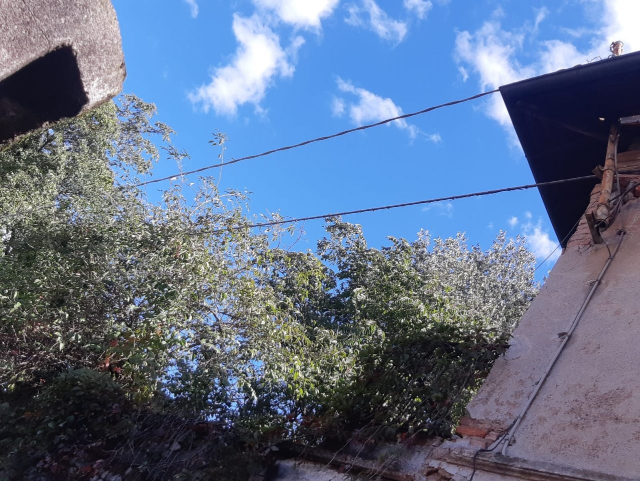 Albero crolla sulla cinta e sui cavi dell’elettricità FOTO