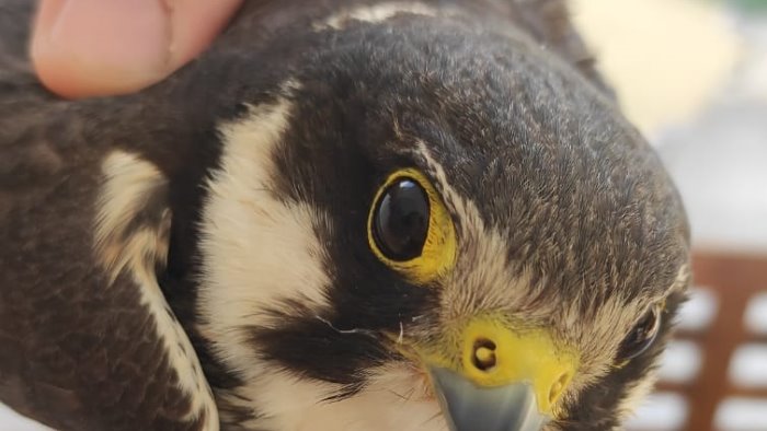 Piccolo falco salvato dalla Prociv dopo la caduta dell’albero