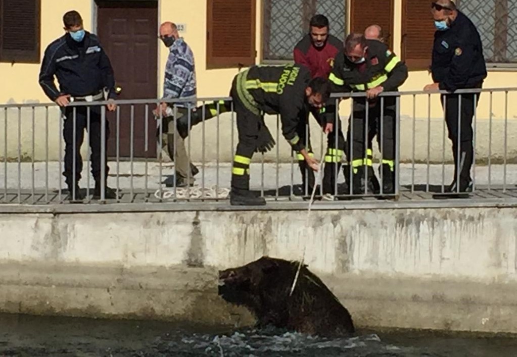 Pesca di… cinghiali nelle acque del Naviglio FOTO