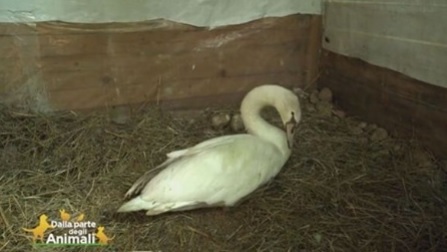 Gaggiano adotta Ubaldo, cigno sfortunato