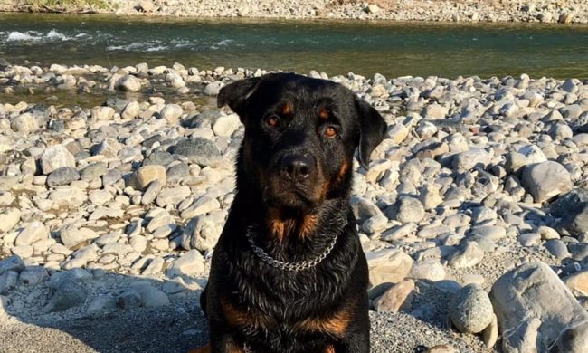 6 cani (5 morti) folgorati dalla corrente tramite tombini: gli animalisti vogliono sporgere denuncia contro i sindaci