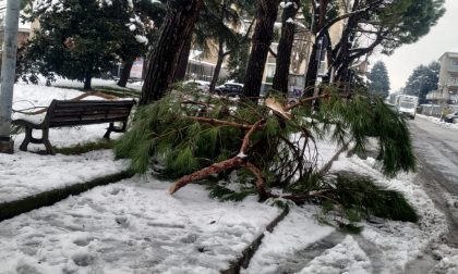 "A Rho cadono fiocchi di neve ma soprattutto alberi": la denuncia della Lega FOTO