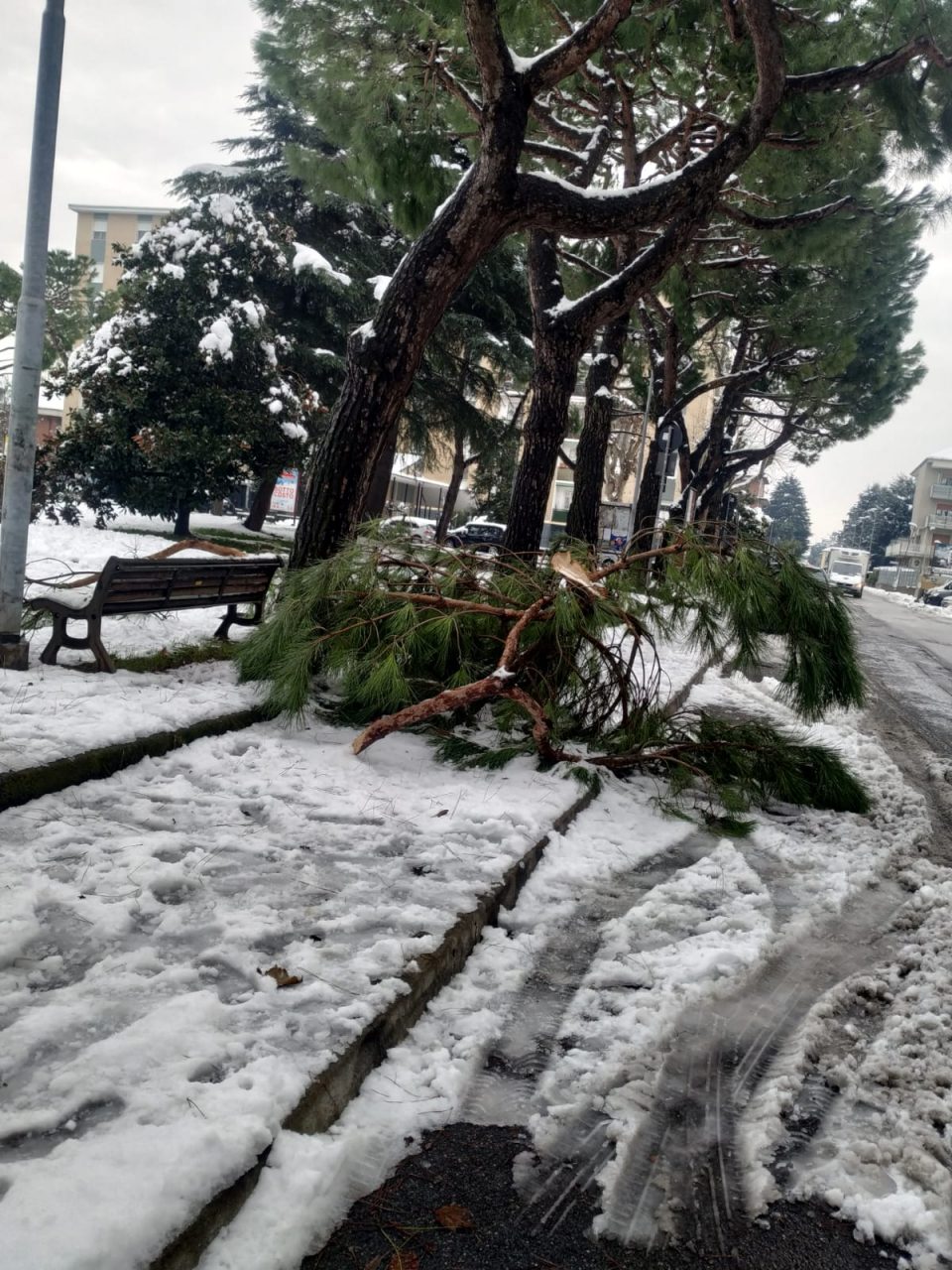 “A Rho cadono fiocchi di neve ma soprattutto alberi”: la denuncia della Lega FOTO