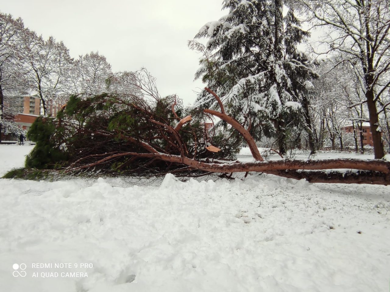 Crollo albero a Cornaredo, Laviani attacca