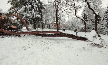 Albero crolla su madre e figlia, salve per un soffio