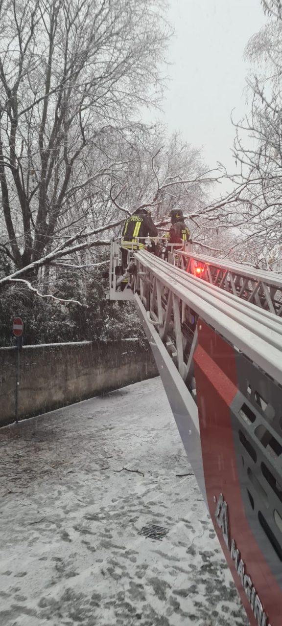 Albero pericolante per la troppa neve: pompieri in azione