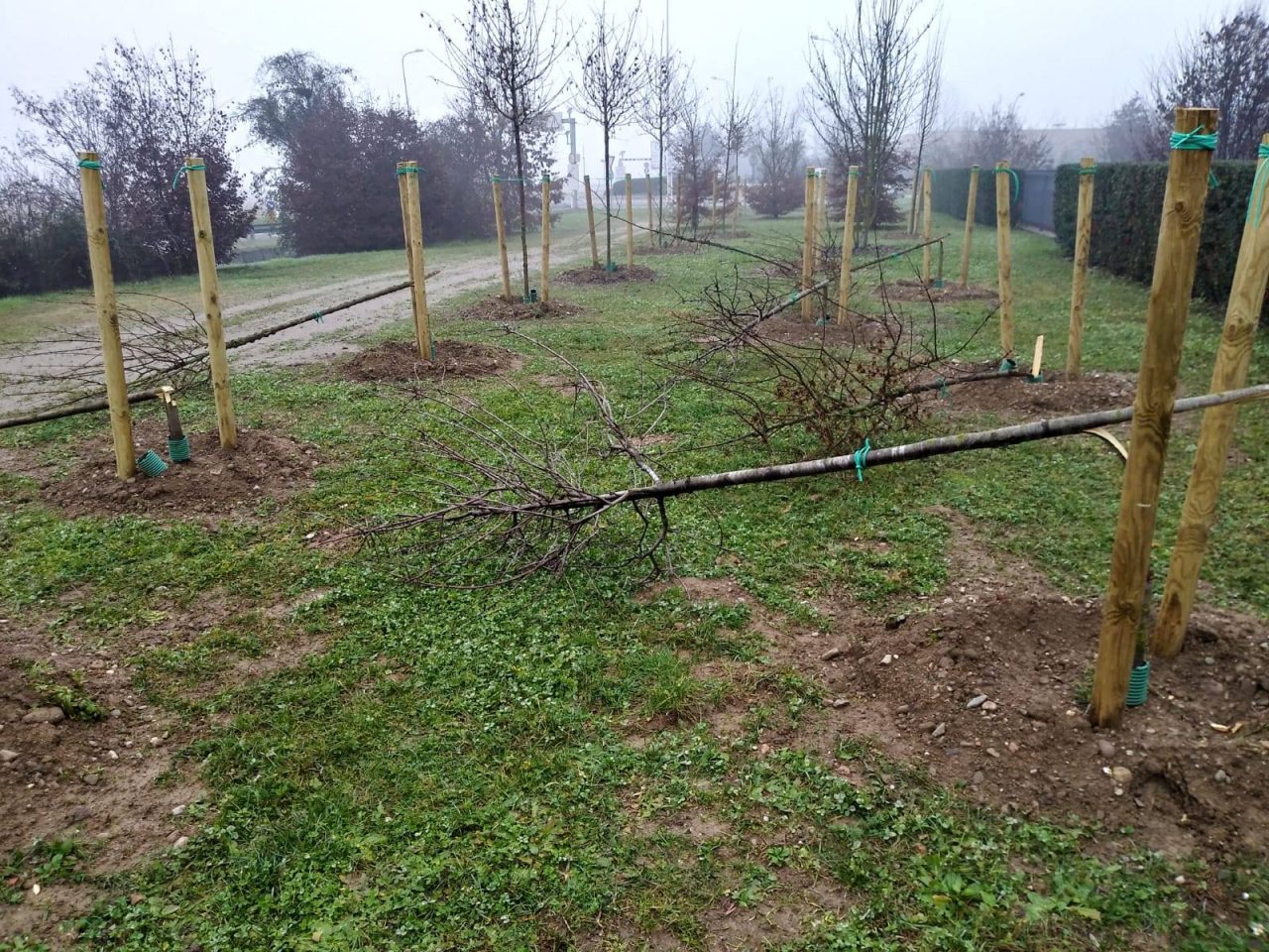 Il Comune di Pero aderisce al progetto “ForestaMi”