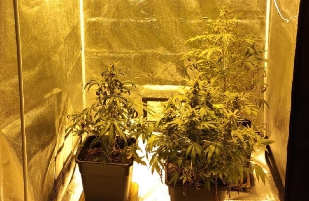 Coltivava ed essiccava marijuana in casa: 22enne arrestato FOTO