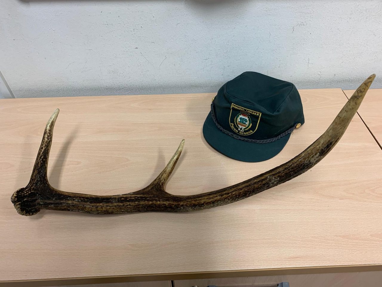 Ritrovato corno di cervo nel Parco delle Groane