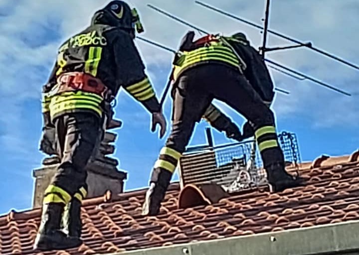 Gattino non riesce a scendere dal tetto, lo salvano i pompieri