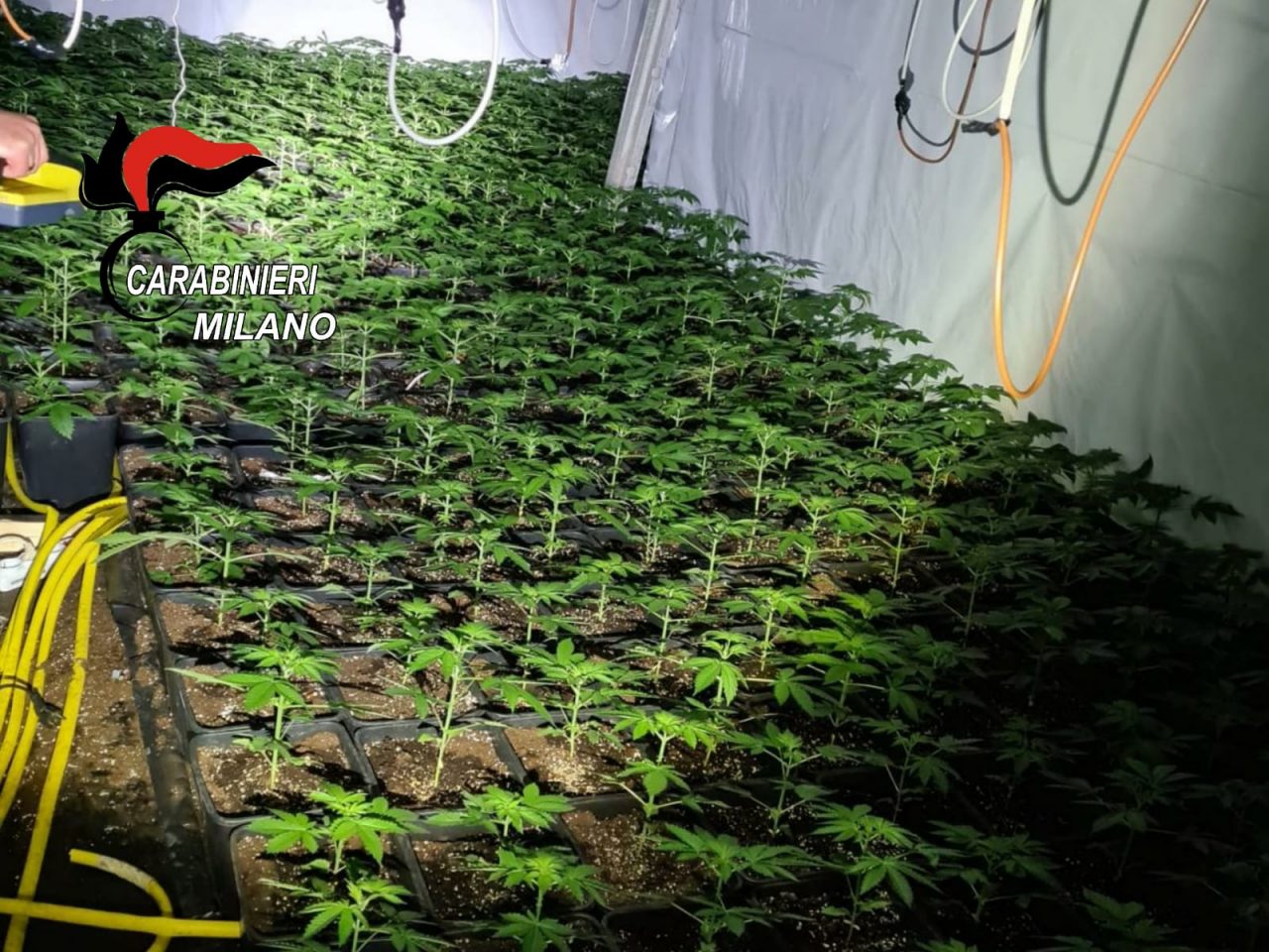 Aveva quasi 2000 piante di marijuana in un capannone, arrestato