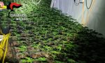 Aveva quasi 2000 piante di marijuana in un capannone, arrestato