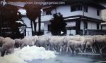 Pecore a passeggio per le strade del paese VIDEO