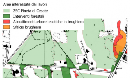 Intervento straordinario nell'area della Pineta