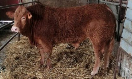 Rodeo in paese: vigili diventano "cowboy" e bloccano i tori scappati dalla fattoria