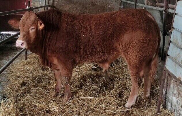 Rodeo in paese: vigili diventano “cowboy” e bloccano i tori scappati dalla fattoria