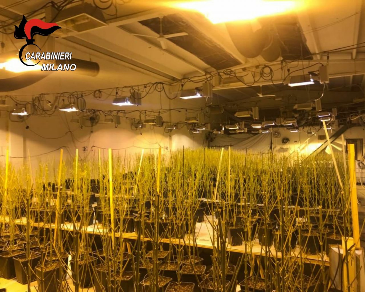 Serra artigianale con 950 piante di marijuana: arrestato il marito e denunciata la moglie