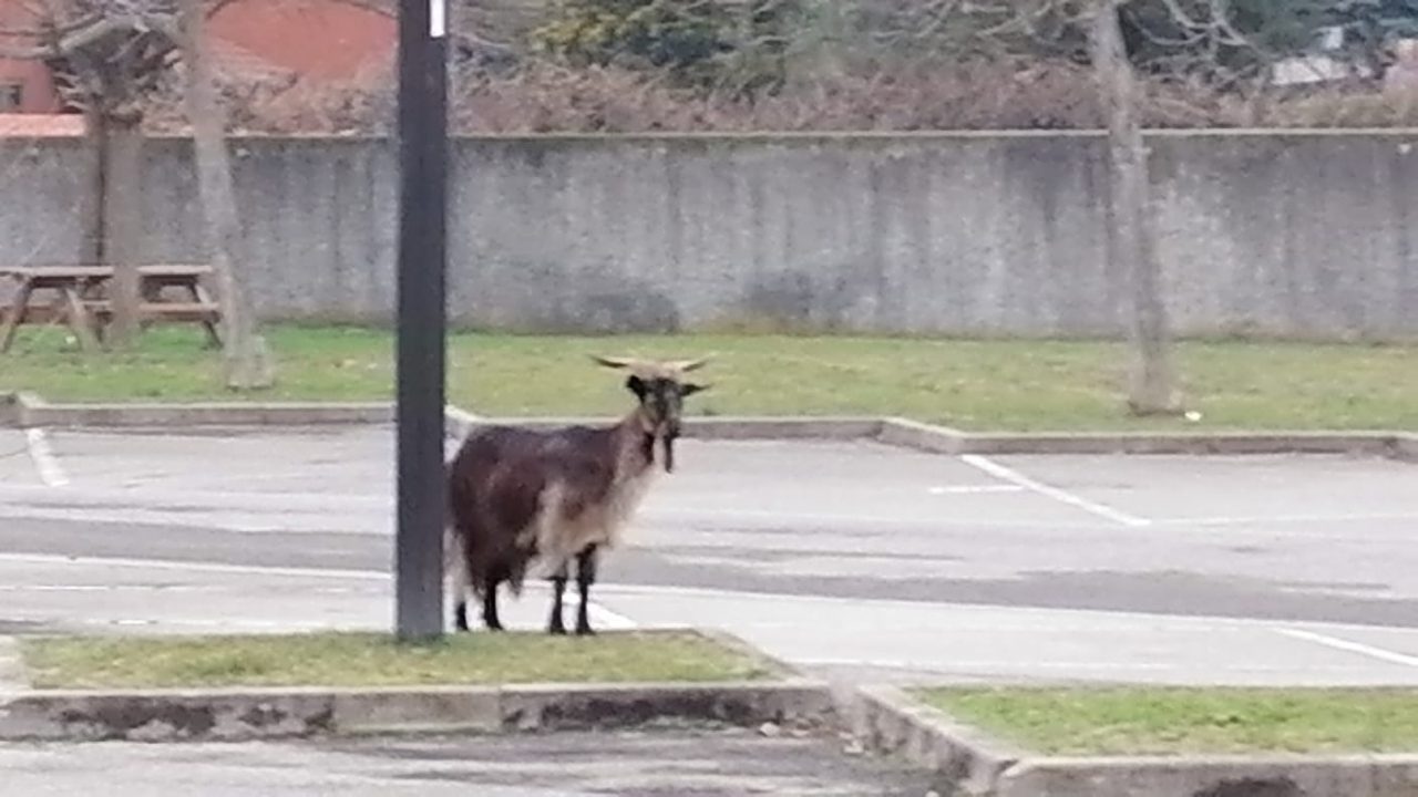 Capra corre libera in Superstrada