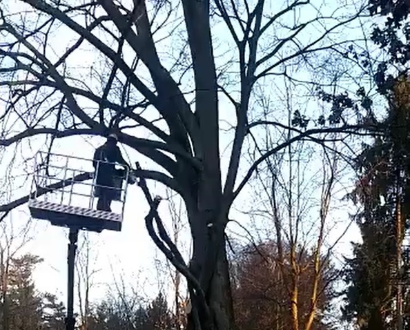 Parco ex Ila, abbattuto il grande bagolaro vicino al solarium