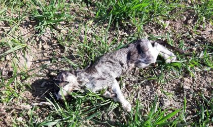 Gatti uccisi, una taglia per trovare il colpevole